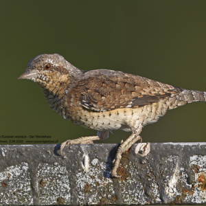 Krętogłów, Jynx torquilla, The Eurasian wryneck or northern wryneck, Der Wendehals Ptaki, dzięciołowate, birds, Picidae, Spechte, Vogel, Vögel