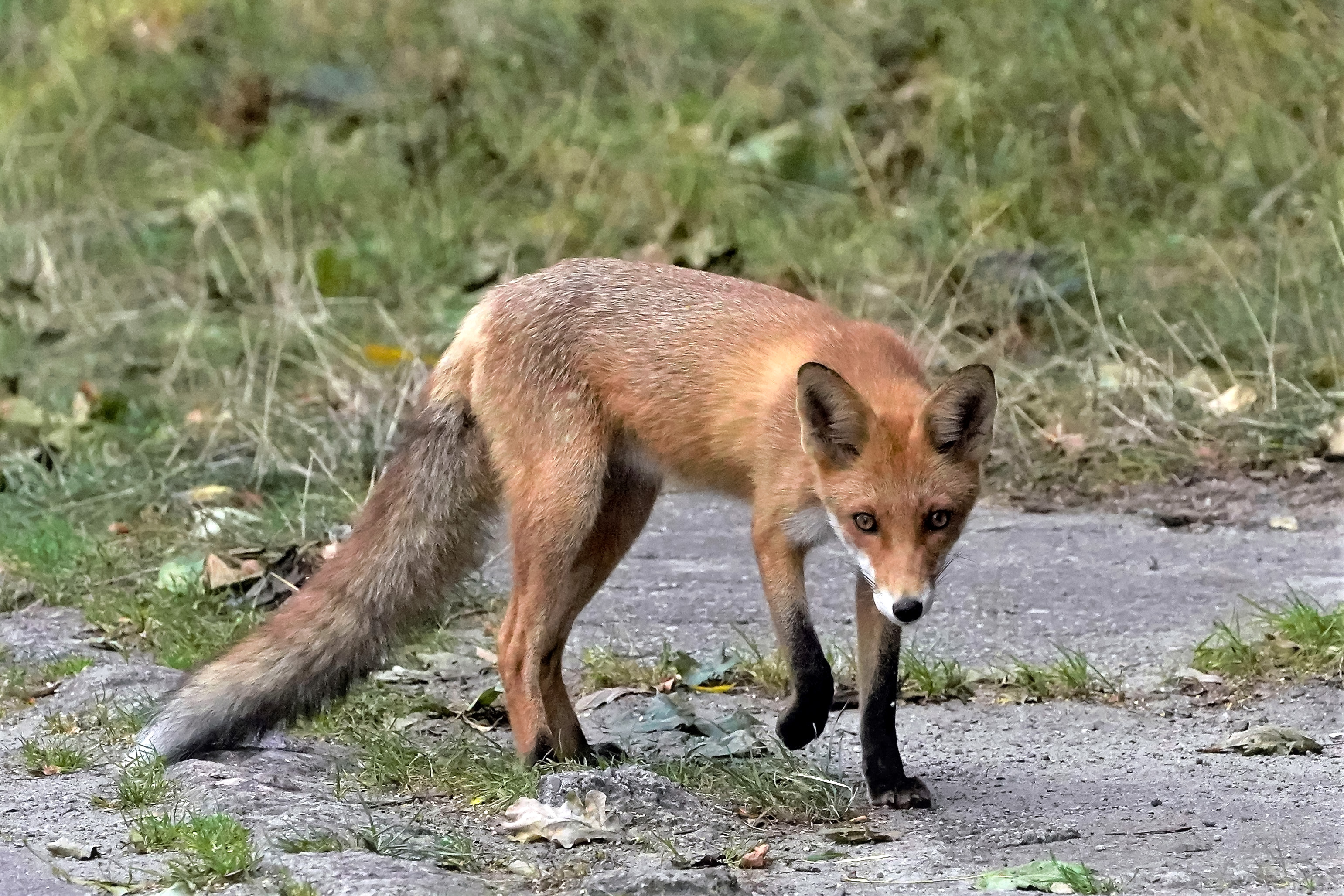 Lis rudy, Vulpes vulpes, Red fox, Der Rotfuchs, Лиса