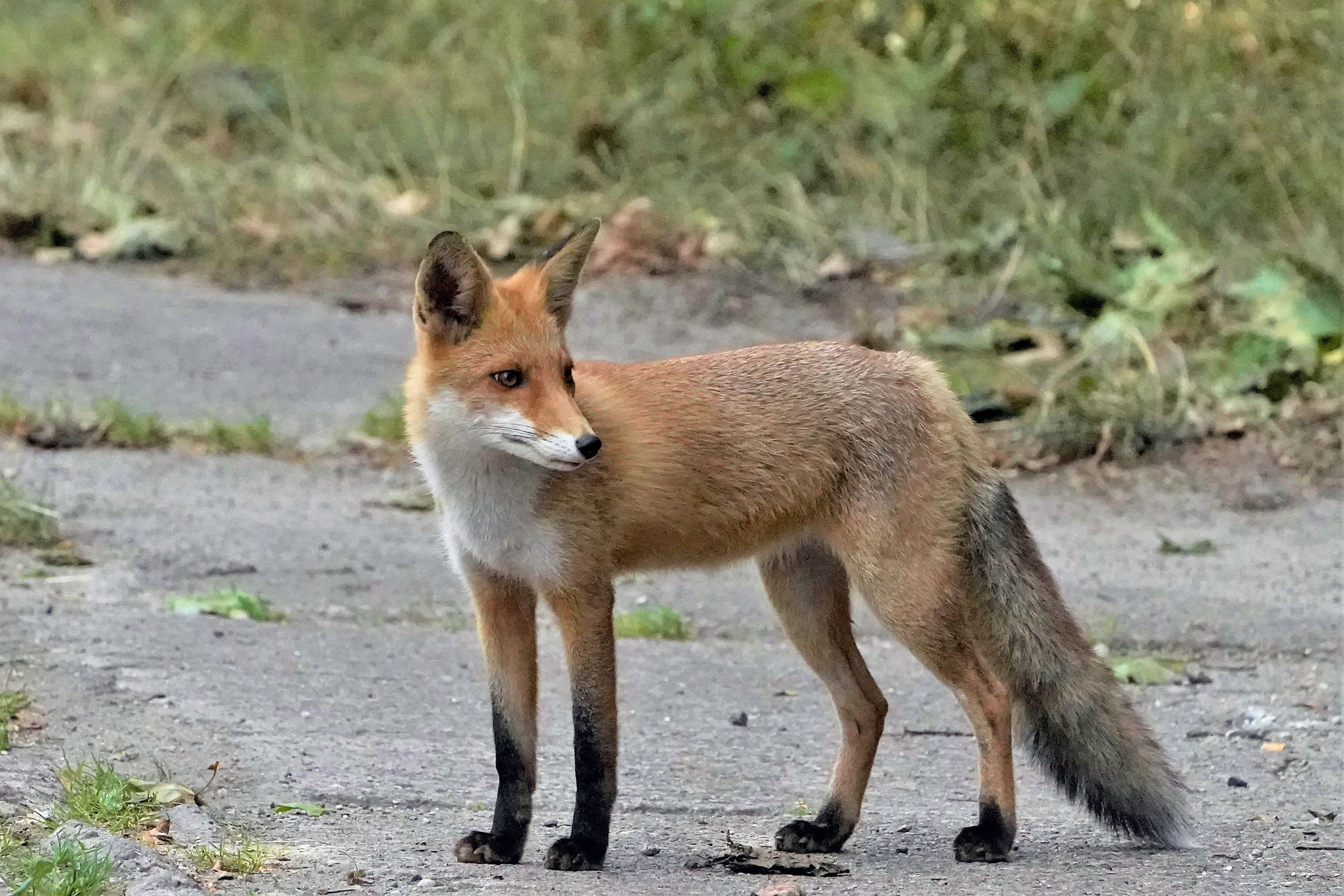 Lis rudy, Vulpes vulpes, Red fox, Der Rotfuchs, Лиса