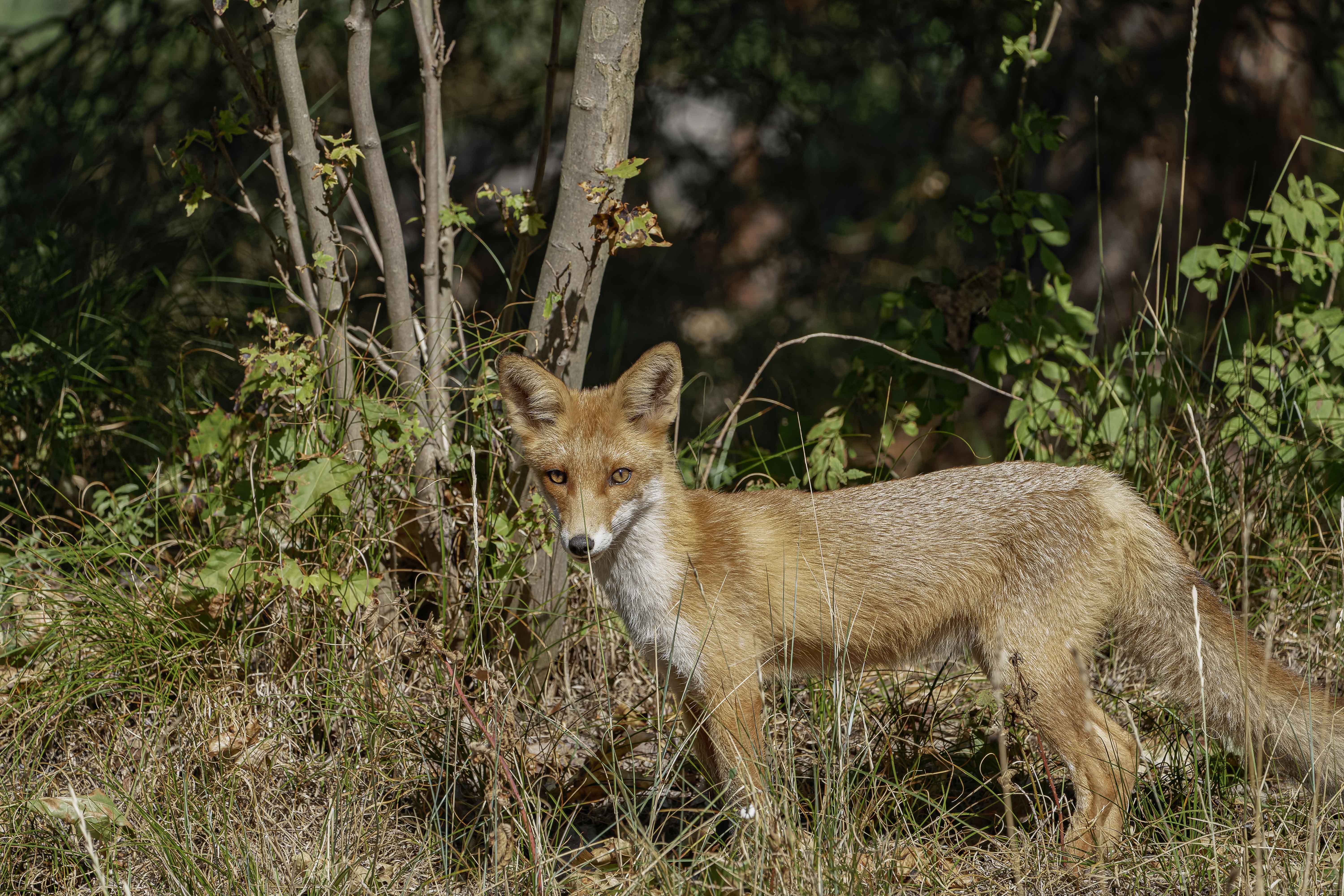 Lis rudy, Vulpes vulpes, Red fox, Der Rotfuchs, Лиса