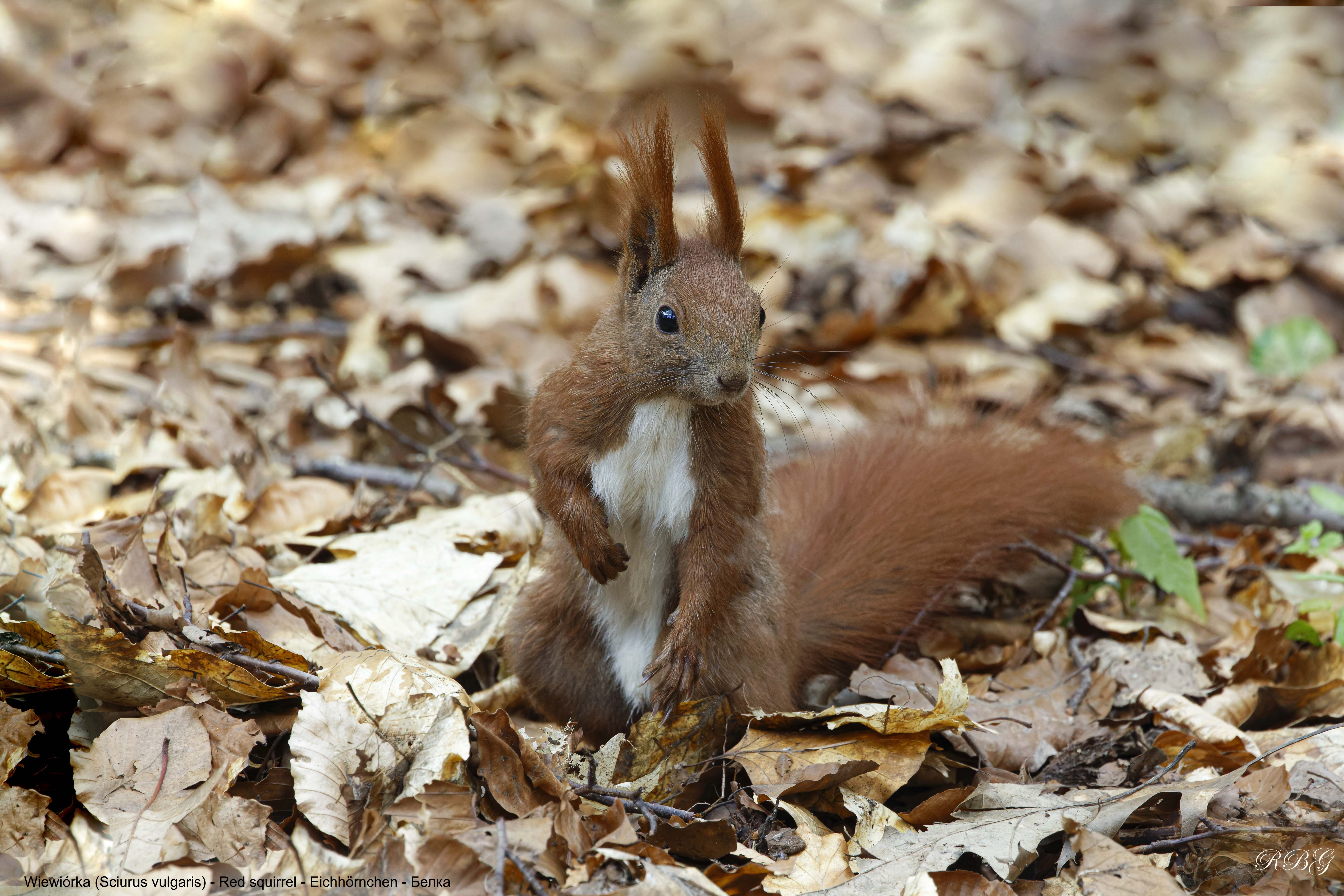 Wiewiórka, Sciurus vulgaris, Red squirrel, Eichhörnchen, Белка