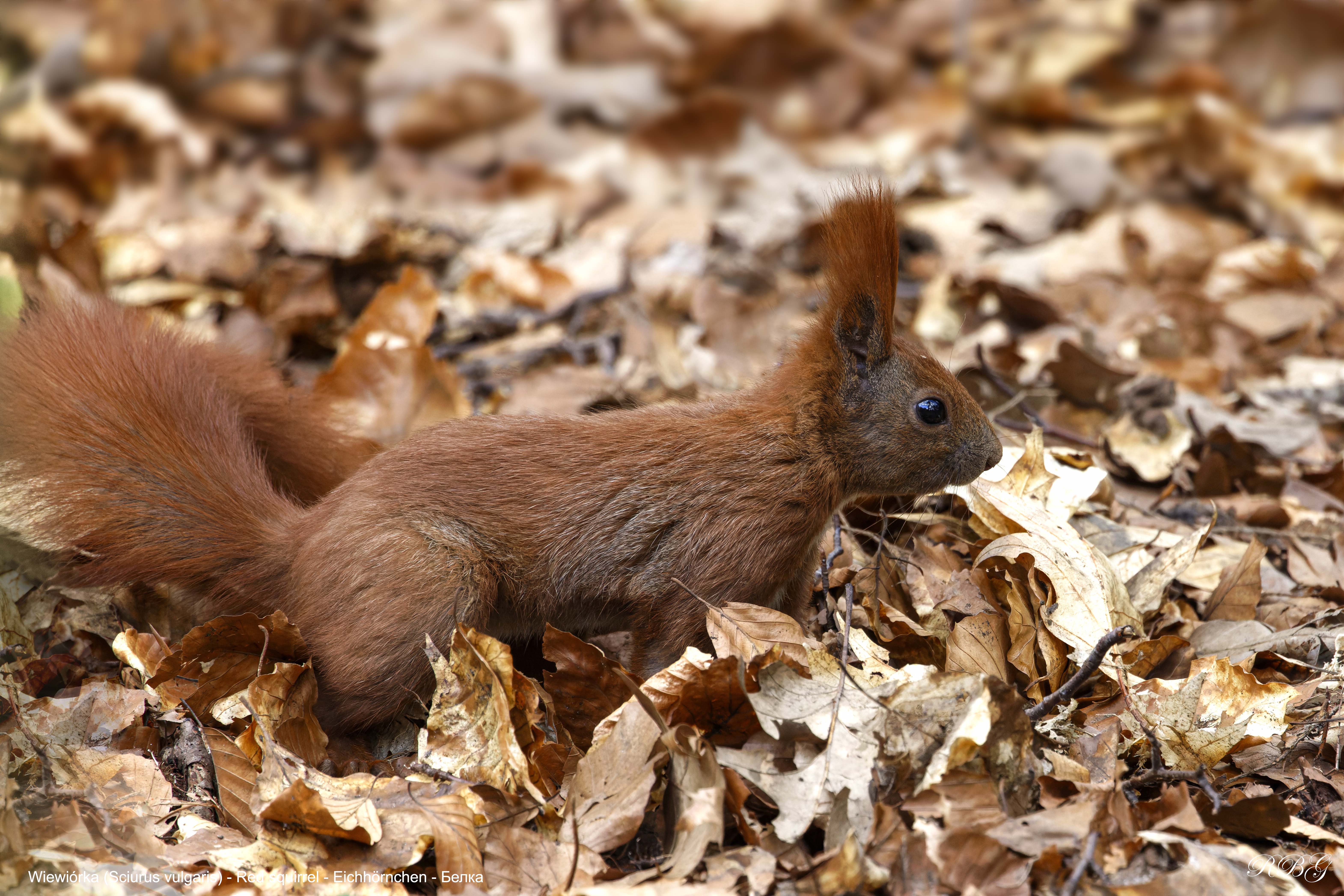 Wiewiórka, Sciurus vulgaris, Red squirrel, Eichhörnchen, Белка