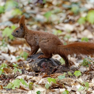 Wiewiórka, Sciurus vulgaris, Red squirrel, Eichhörnchen, Белка