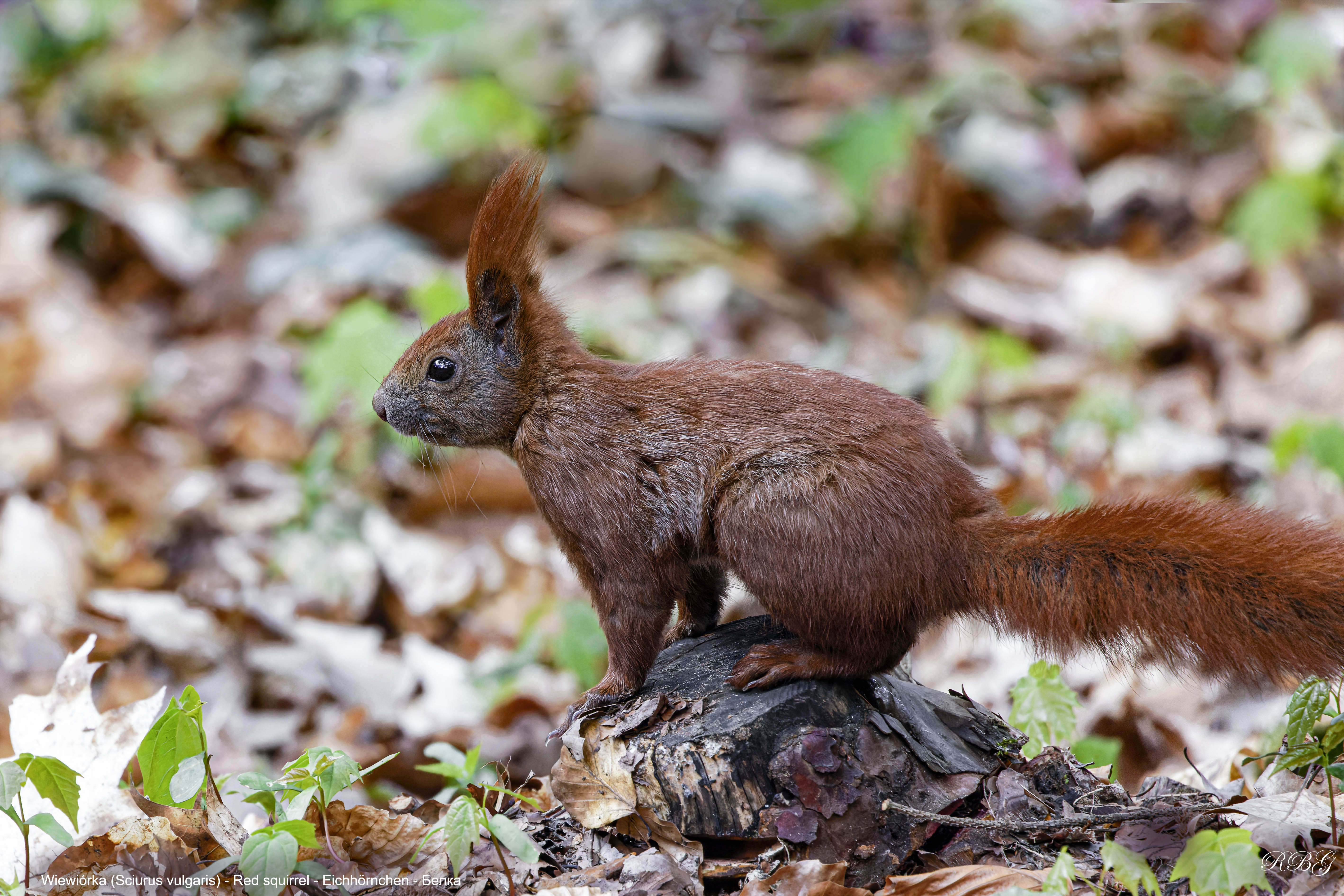 Wiewiórka, Sciurus vulgaris, Red squirrel, Eichhörnchen, Белка
