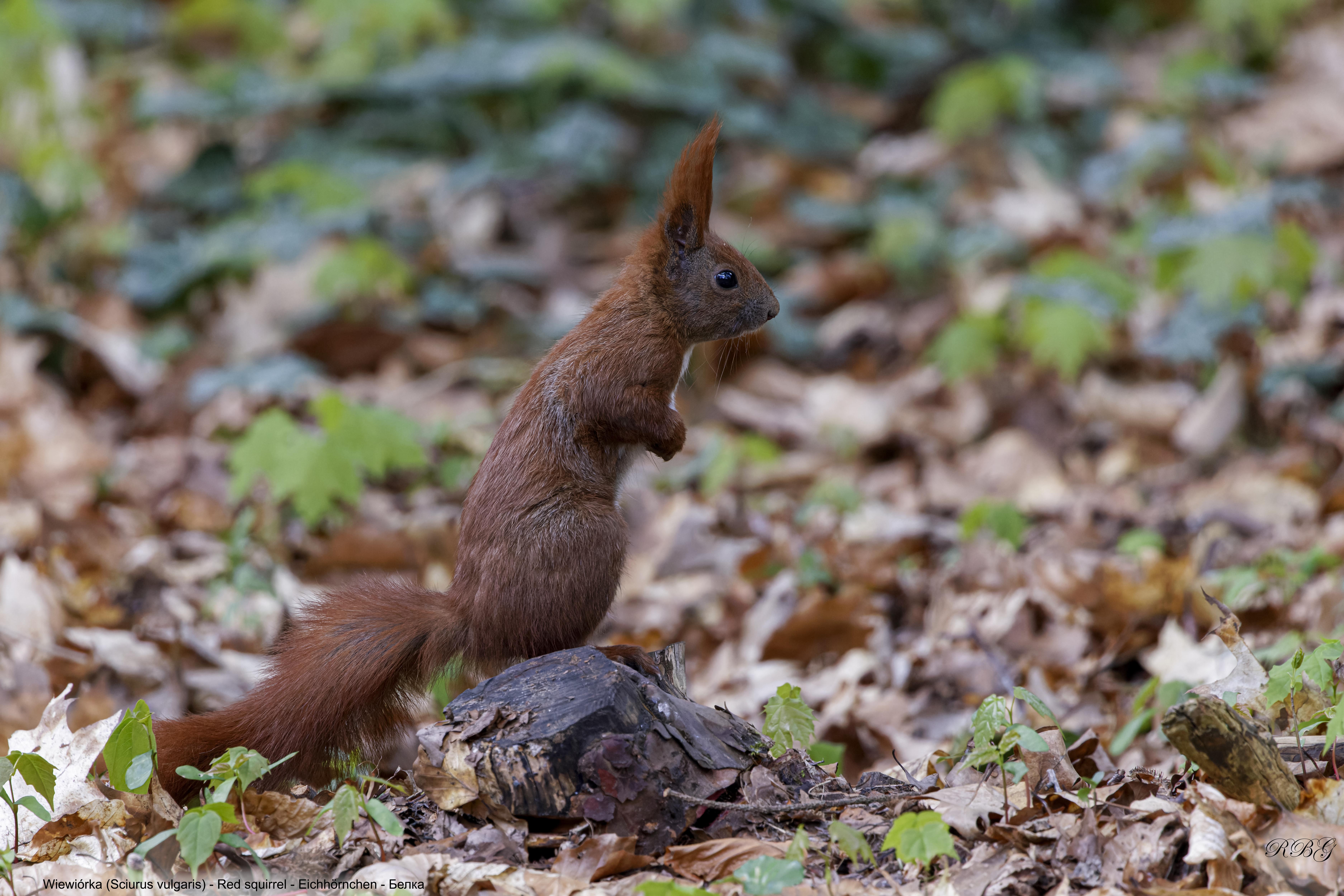 Wiewiórka, Sciurus vulgaris, Red squirrel, Eichhörnchen, Белка