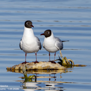 Mewa śmieszka 1680 Black-headed gull, Chroicocephalus ridibundus, Die Lachmöwe, Mewa śmieszka, Озёрная чайка