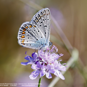 Modraszek ikar lub modraszek lazurek, Polyommatus icarus, Common blue, Der Hauhechel-Bläuling Motyle dzienne, modraszkowate, butterflies, Die Schmetterlinge, owady, insects, Insekten