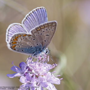 Modraszek ikar, modraszek lazurek, Polyommatus icarus, Common blue, Der Hauhechel-Bläuling
