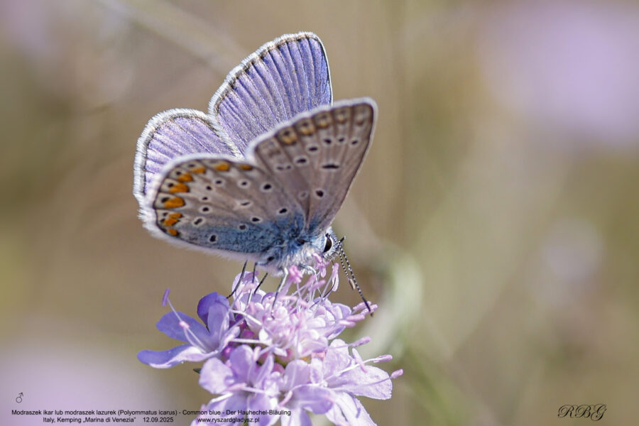 Modraszek ikar lub modraszek lazurek, Polyommatus icarus, Common blue, Der Hauhechel-Bläuling Motyle dzienne, modraszkowate, butterflies, Die Schmetterlinge, owady, insects, Insekten