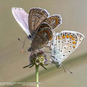 Modraszek ikar lub modraszek lazurek, Polyommatus icarus, Common blue, Der Hauhechel-Bläuling Motyle dzienne, modraszkowate, butterflies, Die Schmetterlinge, owady, insects, Insekten