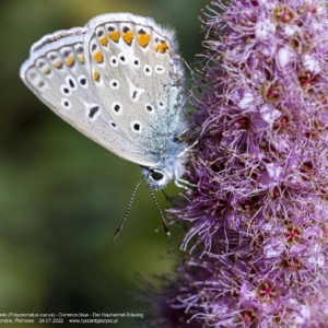 Modraszek ikar, modraszek lazurek, Polyommatus icarus, Common blue, Der Hauhechel-Bläuling