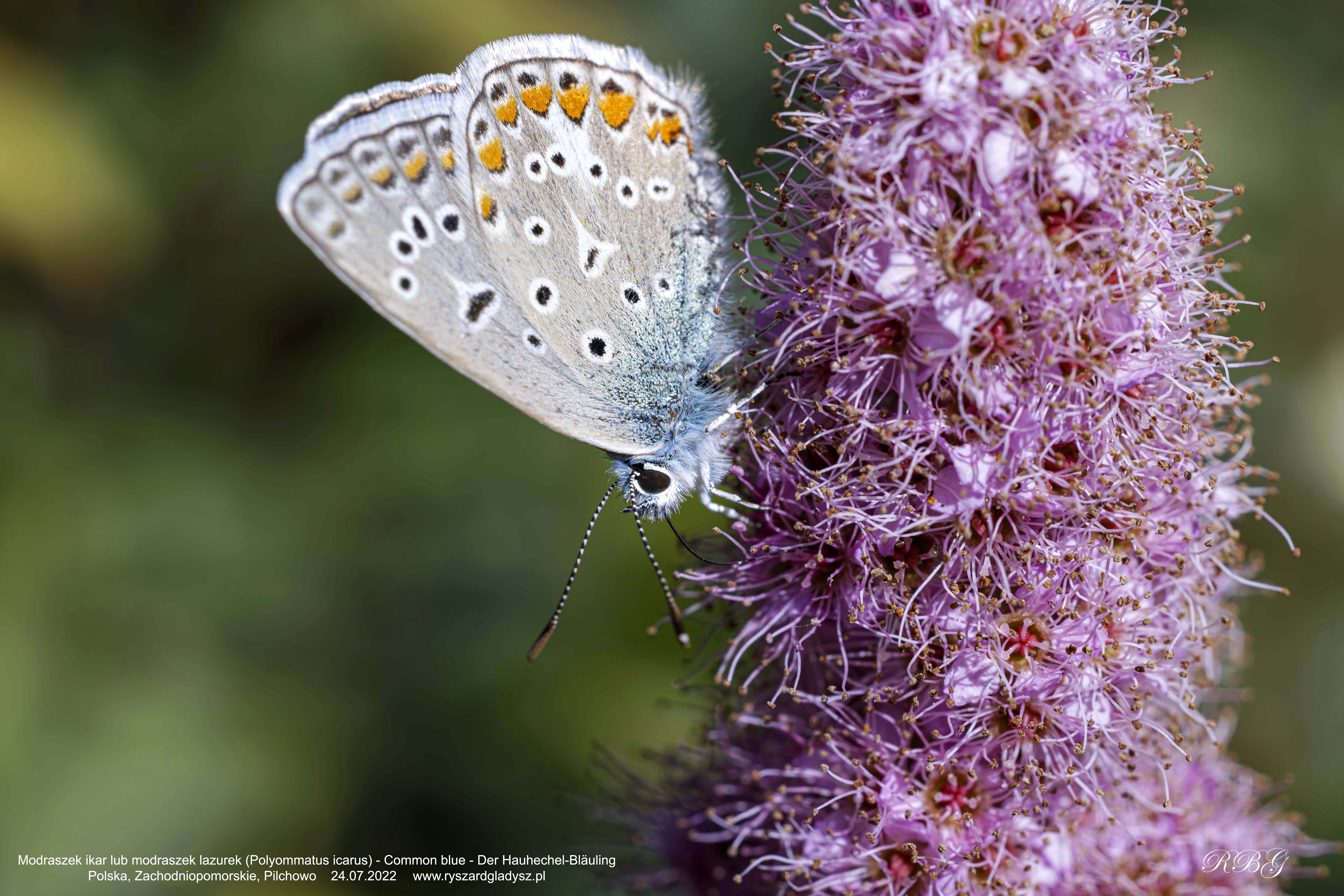 Modraszek ikar, modraszek lazurek, Polyommatus icarus, Common blue, Der Hauhechel-Bläuling