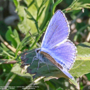 Modraszek ikar lub modraszek lazurek, Polyommatus icarus, Common blue, Der Hauhechel-Bläuling Motyle dzienne, modraszkowate, butterflies, Die Schmetterlinge, owady, insects, Insekten