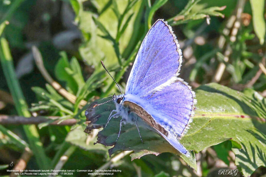 Modraszek ikar lub modraszek lazurek, Polyommatus icarus, Common blue, Der Hauhechel-Bläuling Motyle dzienne, modraszkowate, butterflies, Die Schmetterlinge, owady, insects, Insekten