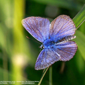 Modraszek ikar, modraszek lazurek, Polyommatus icarus, Common blue, Der Hauhechel-Bläuling