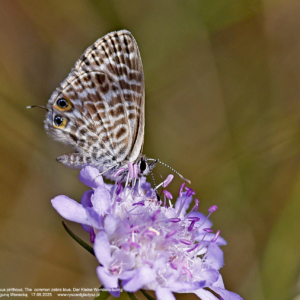Modrogończyk wędrowiec, Syntarucus pirithous, The  common zebra blue, Der Kleine Wanderbläuling