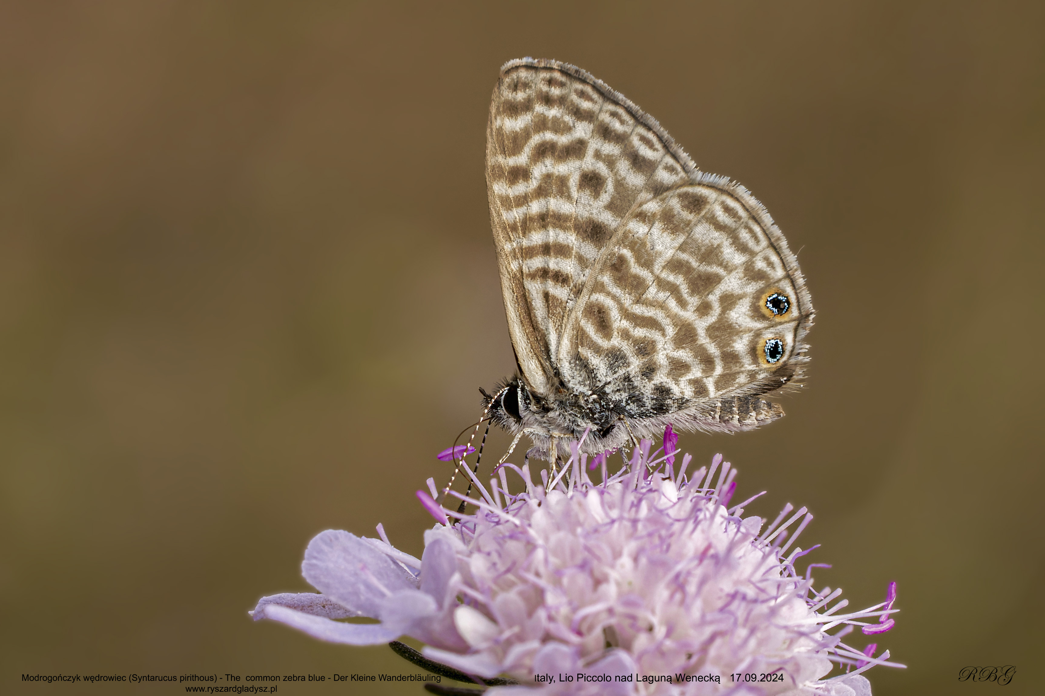 Modrogończyk wędrowiec, Syntarucus pirithous, The  common zebra blue, Der Kleine Wanderbläuling
