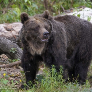 Niedźwiedź brunatny, Ursus arctos, Brown bear, Der Braunbär