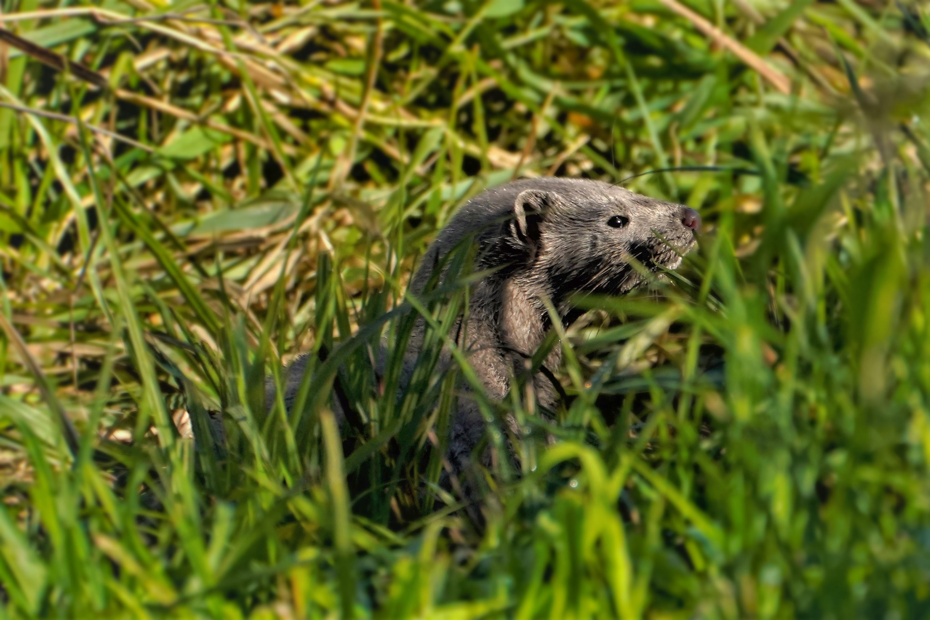 Norka, Mustela lutreola, Mink, Der Nerz, Норка