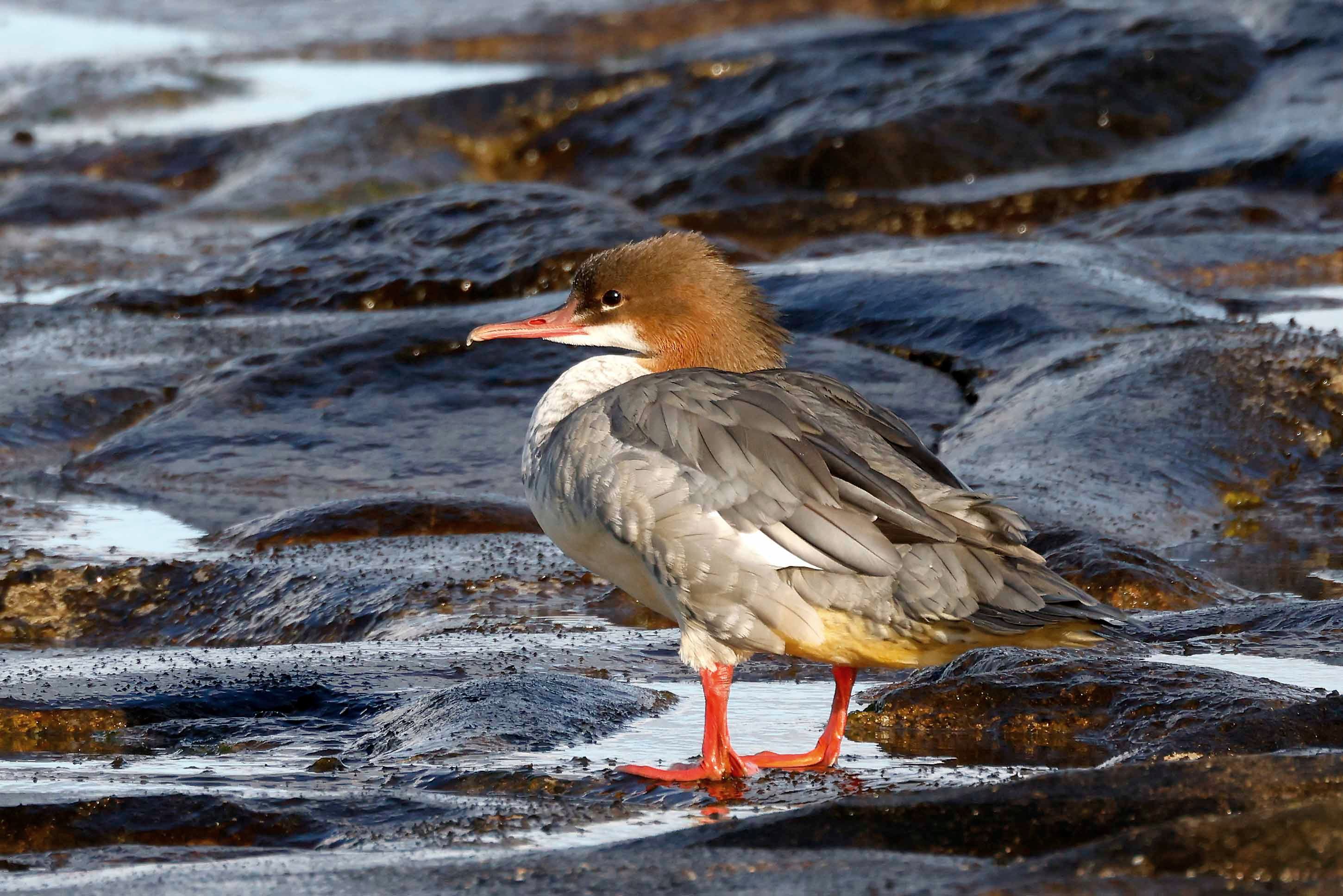 Nurogęś, Mergus merganser, Goosander, Der Gänsesäger, Большой крохаль