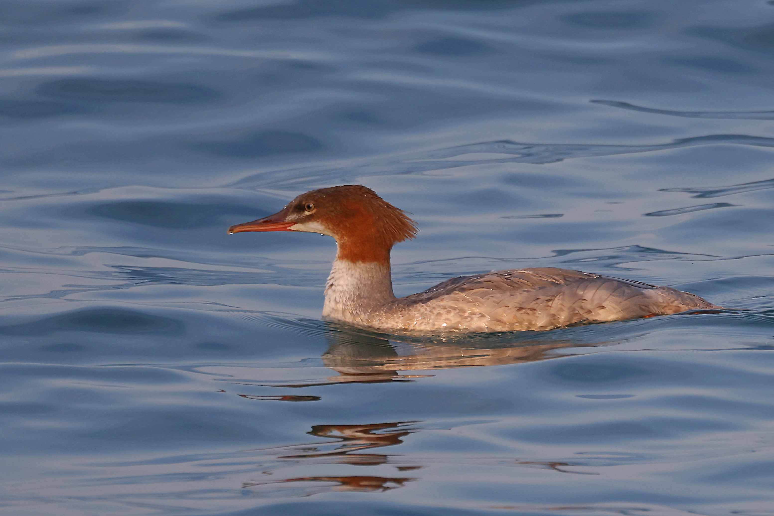 Nurogęś, Mergus merganser, Goosander, Der Gänsesäger, Большой крохаль