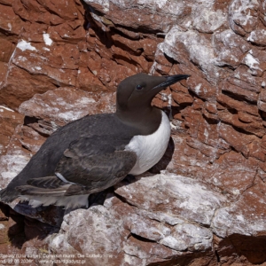 Nurzyk zwyczajny, nurzyk podbielany, Uria aalge, Common murre,  Die Trottellumme