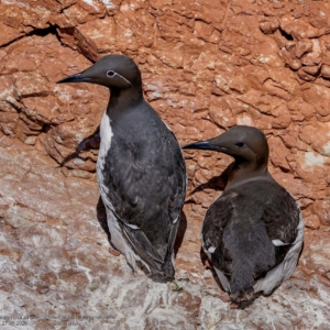 Nurzyk zwyczajny, nurzyk podbielany, Uria aalge, Common murre,  Die Trottellumme