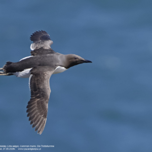 Nurzyk zwyczajny, nurzyk podbielany, Uria aalge, Common murre,  Die Trottellumme