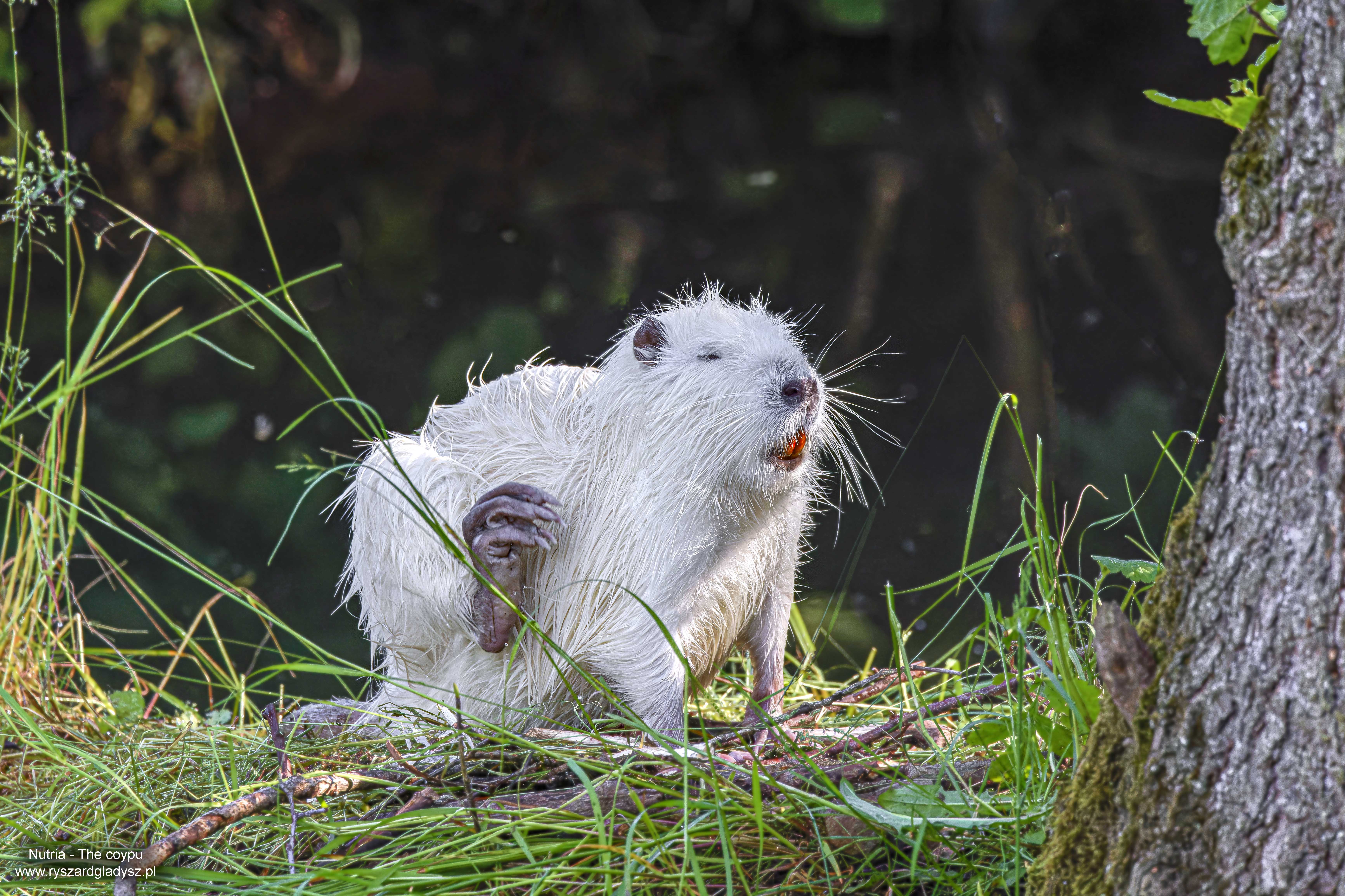 Nutria, Myocastor coypus,The coypu,  Die Nutria