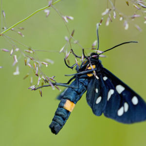 Oblaczek granatek, Amata phegea, The nine-spotted moth, Das Weißfleck-Widderchen,  Лжепестрянка обыкновенная