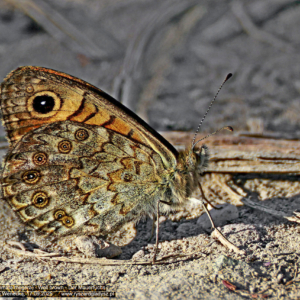 Osadnik megera 7189 Osadnik megera, Lasiommata megera, Wall brown, Der Mauerfuchs