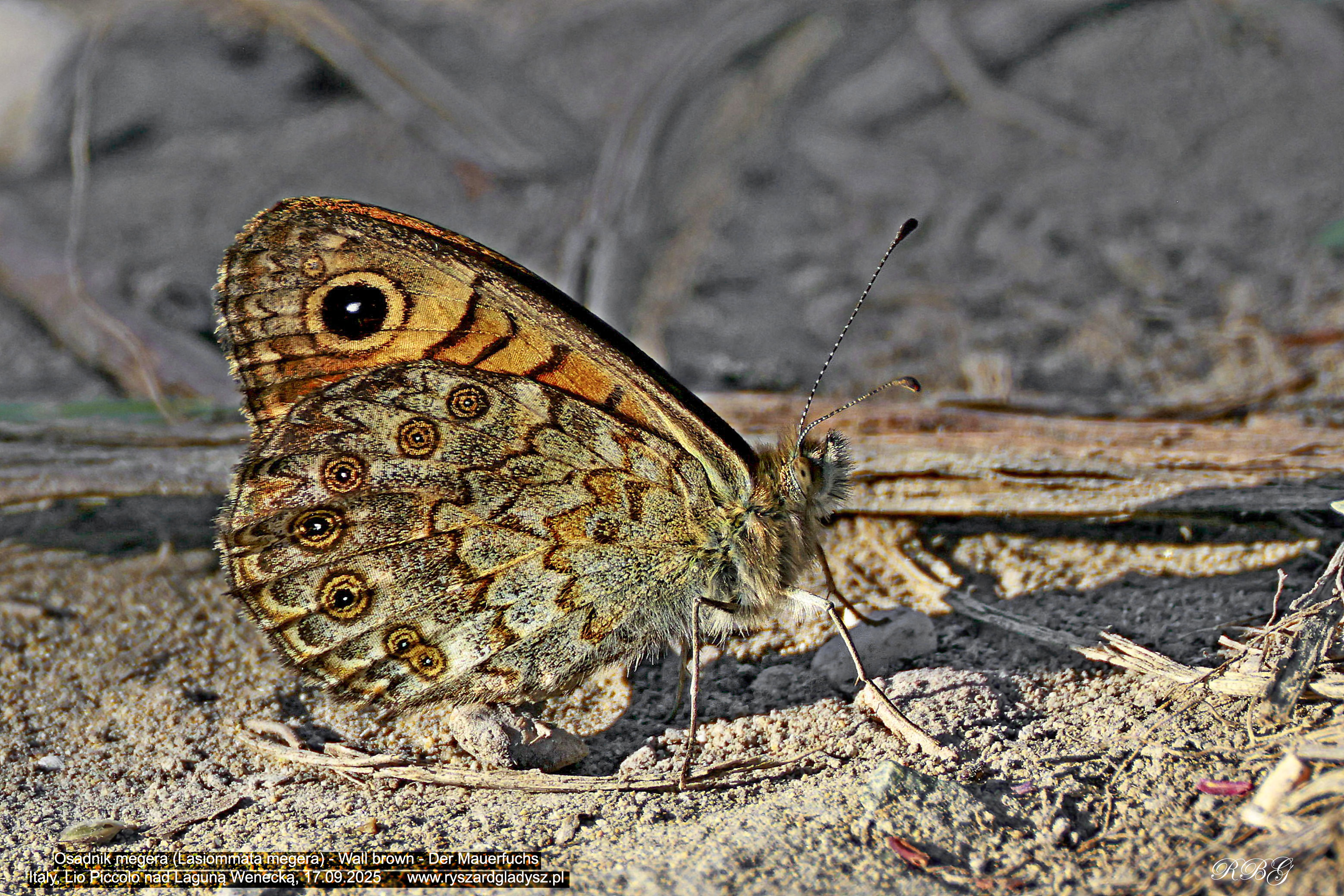 Osadnik megera, Lasiommata megera, Wall brown, Der Mauerfuchs