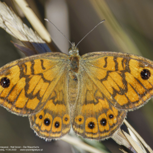Osadnik megera 9742 Osadnik megera, Lasiommata megera, Wall brown, Der Mauerfuchs