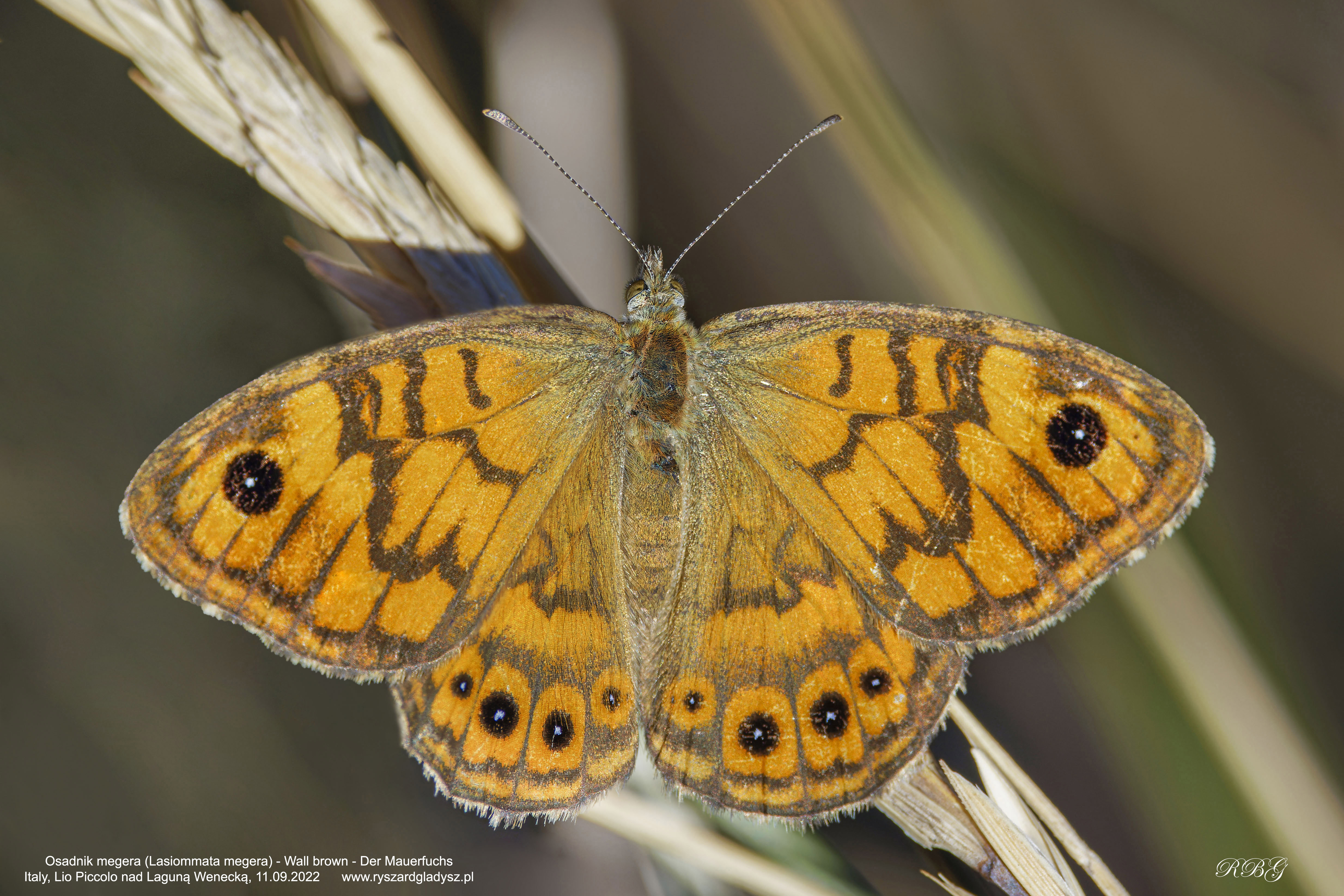 Osadnik megera, Lasiommata megera, Wall brown, Der Mauerfuchs