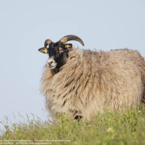 Owca, Szara Rogata Heidschnucke, Ovis aries, Grey Horned Heath Sheep, Graue Gehörnte Heidschnucke