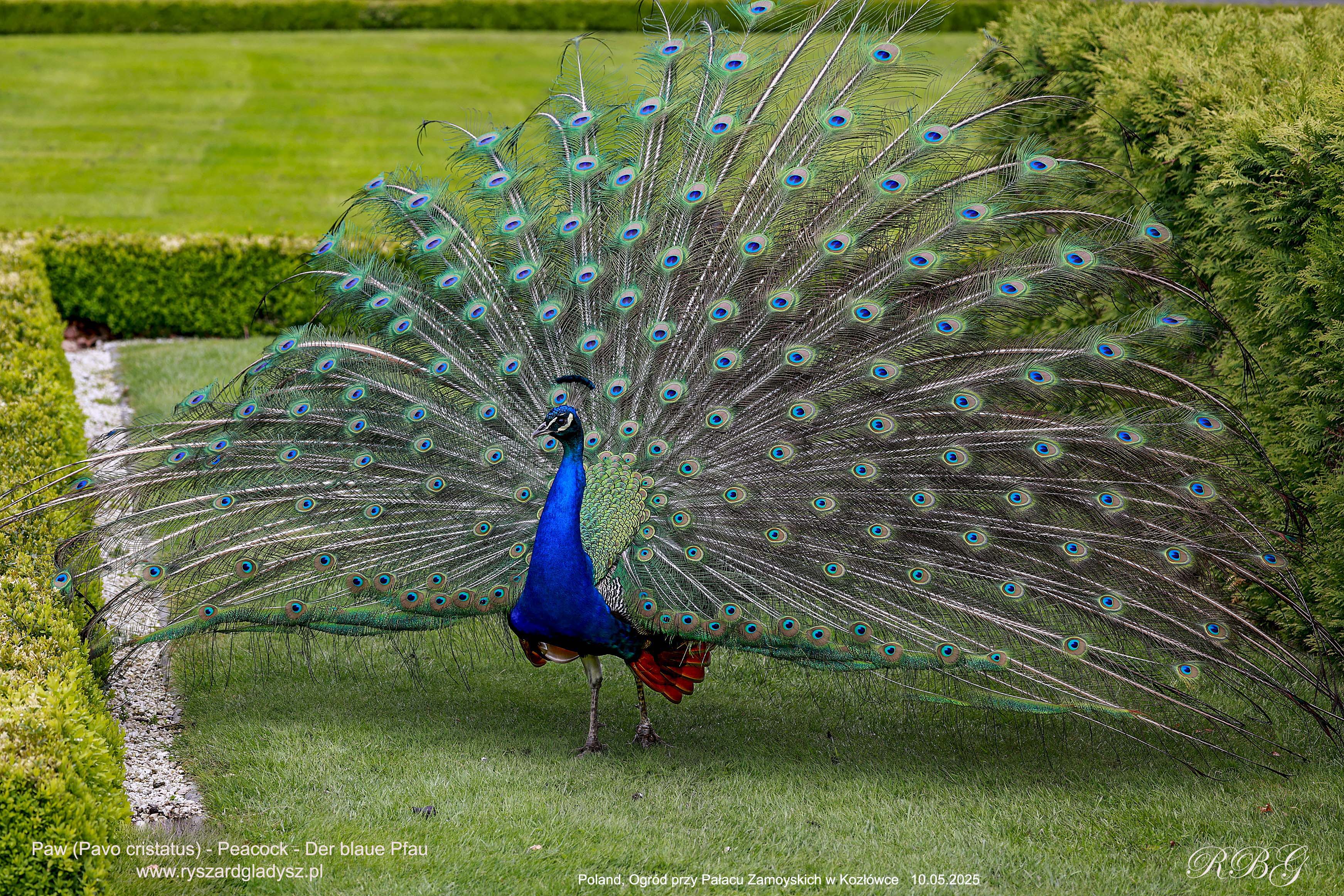 Der Blaue Pfau, Pavo cristatus, Paw, Peacock, Павлин