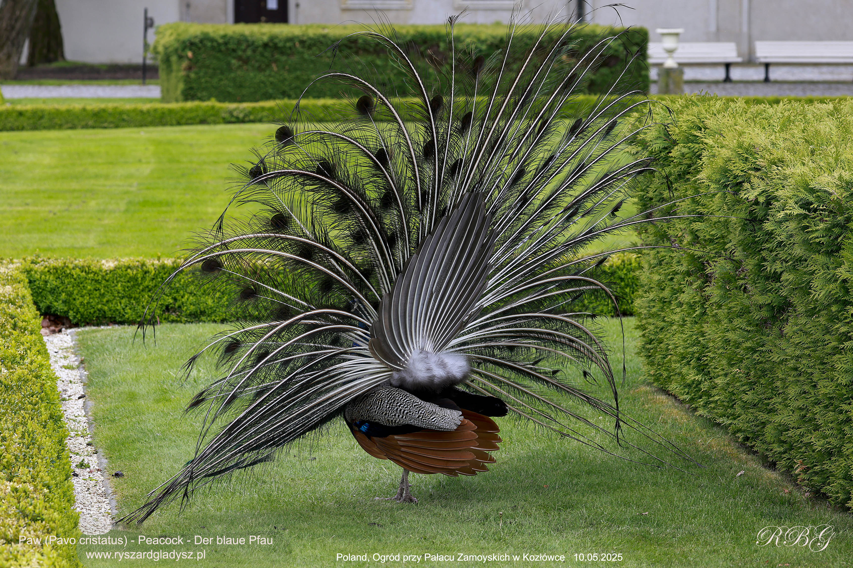Der Blaue Pfau, Pavo cristatus, Paw, Peacock, Павлин