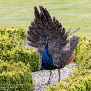 Der Blaue Pfau, Pavo cristatus, Paw, Peacock, Павлин