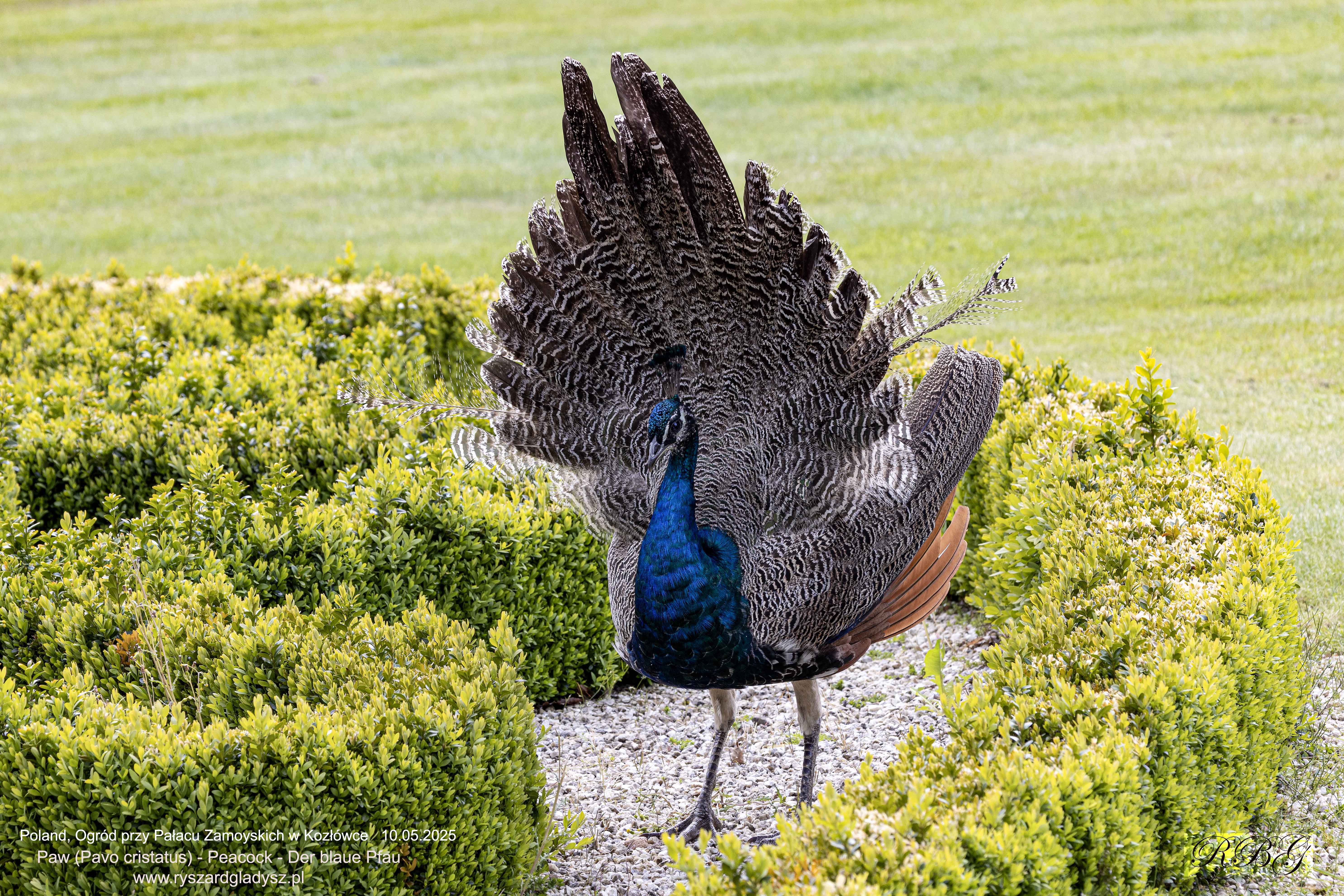 Der Blaue Pfau, Pavo cristatus, Paw, Peacock, Павлин