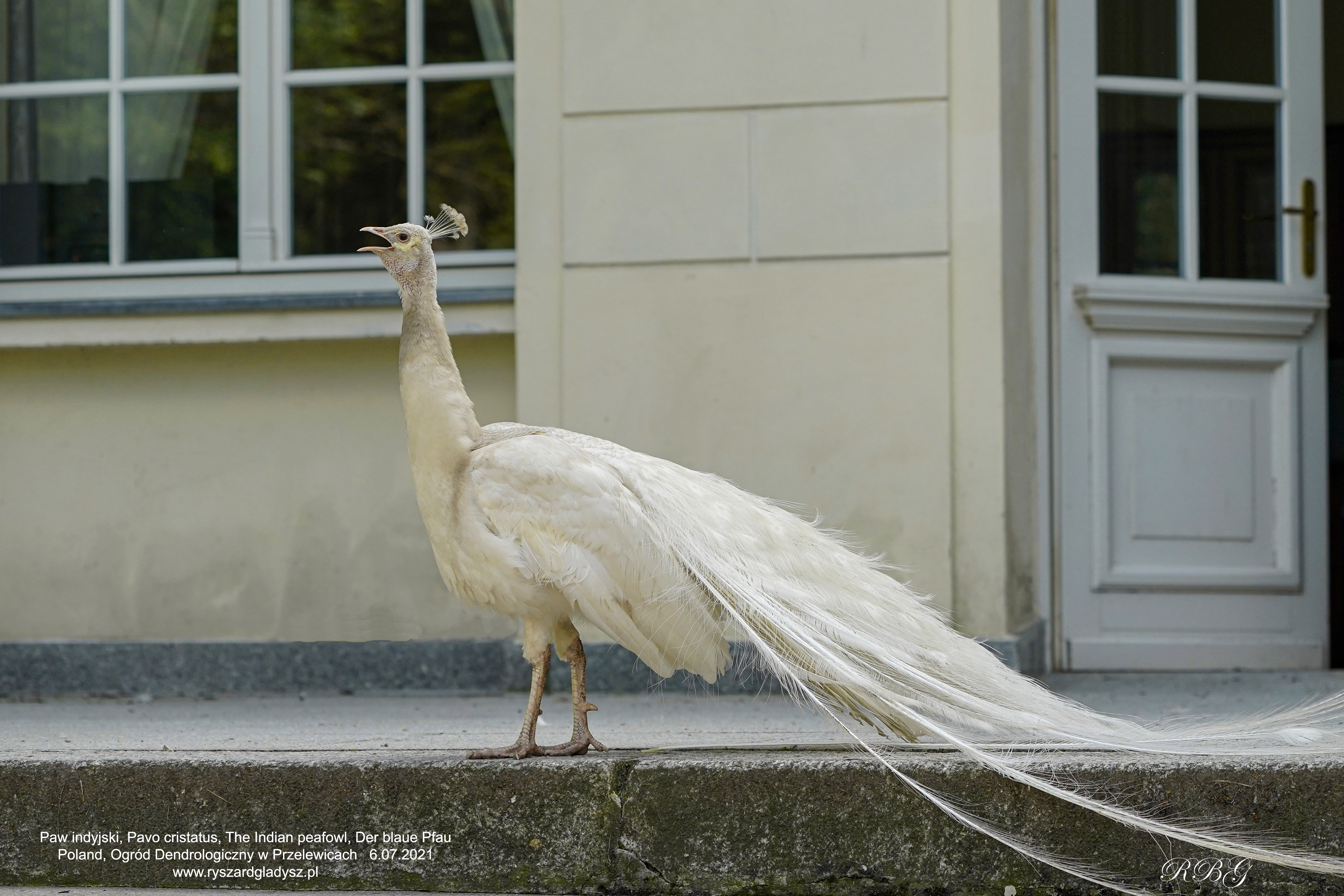 Der Blaue Pfau, Pavo cristatus, Paw, Peacock, Павлин