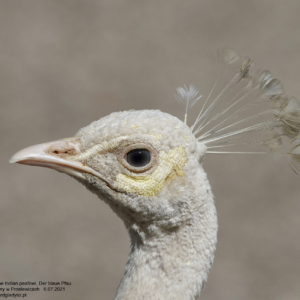 Der Blaue Pfau, Pavo cristatus, Paw, Peacock, Павлин