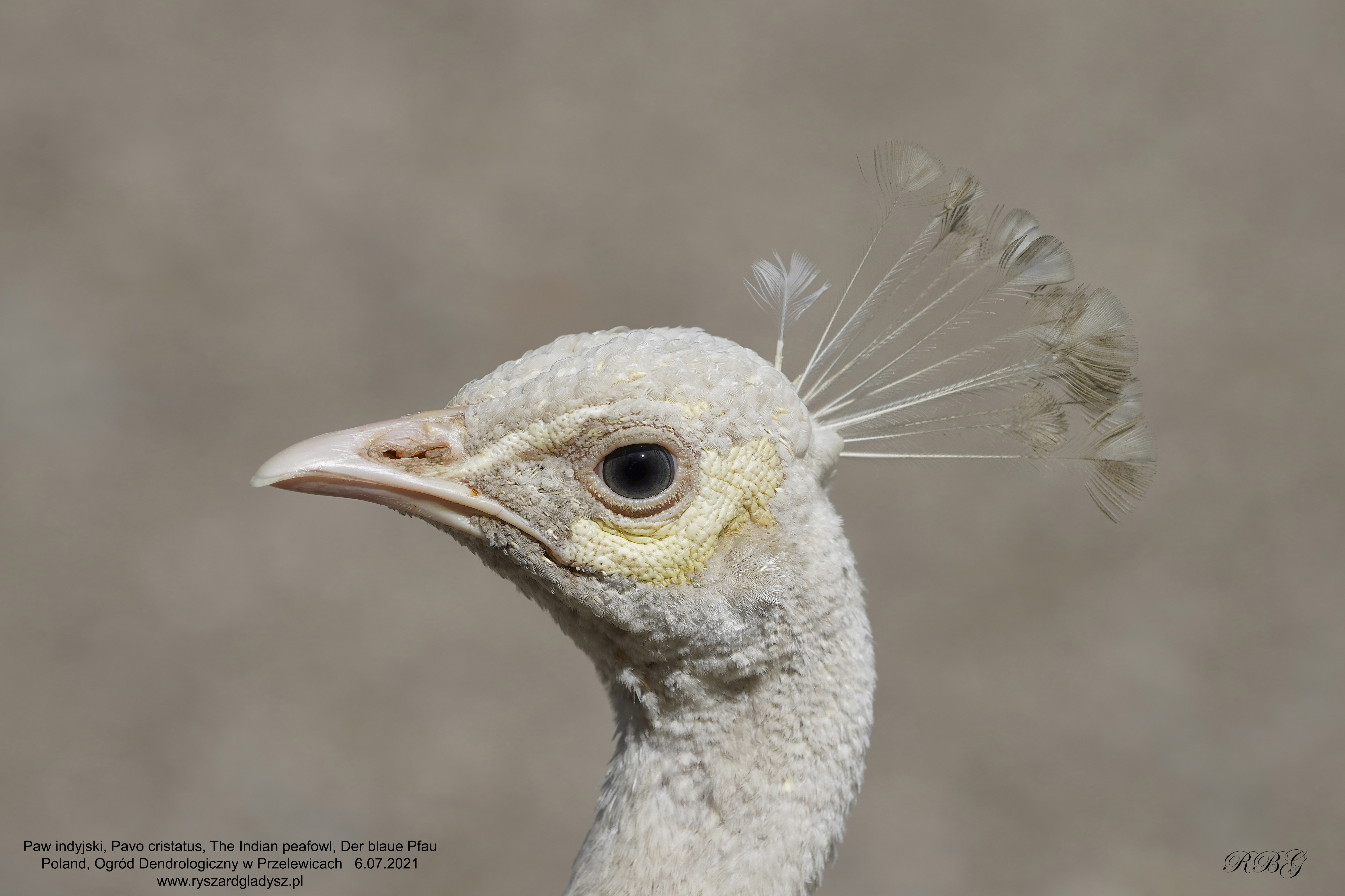 Der Blaue Pfau, Pavo cristatus, Paw, Peacock, Павлин