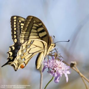 Paź królowej, Papilio machaon, The Old World swallowtail, Der Schwalbenschwanz Motyle dzienne, paziowate, butterflies, the Old World swallowtail, Die Schmetterlinge, owady, insects, Insekten