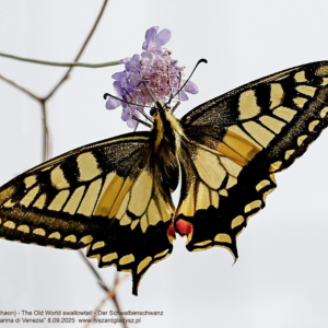 Paź królowej, Papilio machaon, The Old World swallowtail, Der Schwalbenschwanz Motyle dzienne, paziowate, butterflies, the Old World swallowtail, Die Schmetterlinge, owady, insects, Insekten