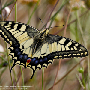 Paź królowej 0283 Paź królowej, Papilio machaon, The Old World swallowtail, Der Schwalbenschwanz