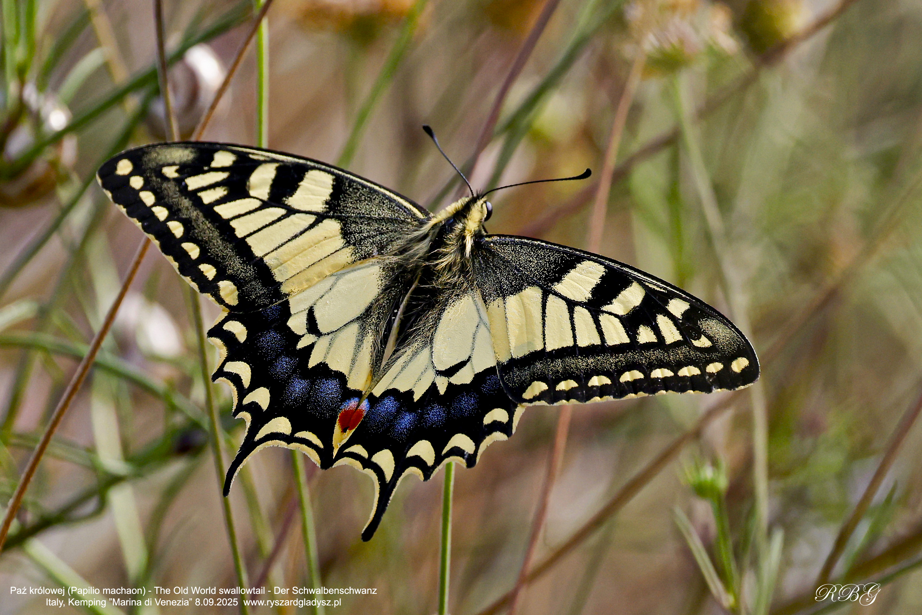 Paź królowej, Papilio machaon, The Old World swallowtail, Der Schwalbenschwanz