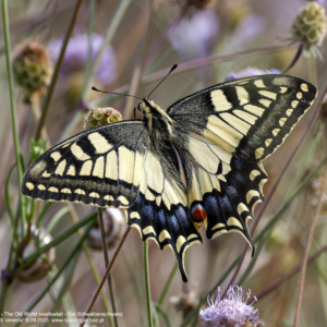 Paź królowej, Papilio machaon, The Old World swallowtail, Der Schwalbenschwanz Motyle dzienne, paziowate, butterflies, the Old World swallowtail, Die Schmetterlinge, owady, insects, Insekten