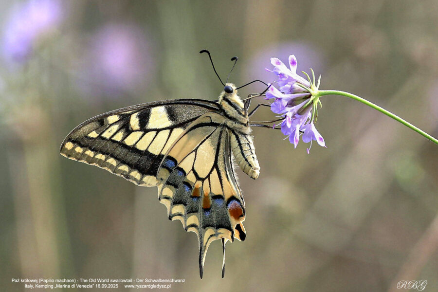 Paź królowej, Papilio machaon, The Old World swallowtail, Der Schwalbenschwanz Motyle dzienne, paziowate, butterflies, the Old World swallowtail, Die Schmetterlinge, owady, insects, Insekten