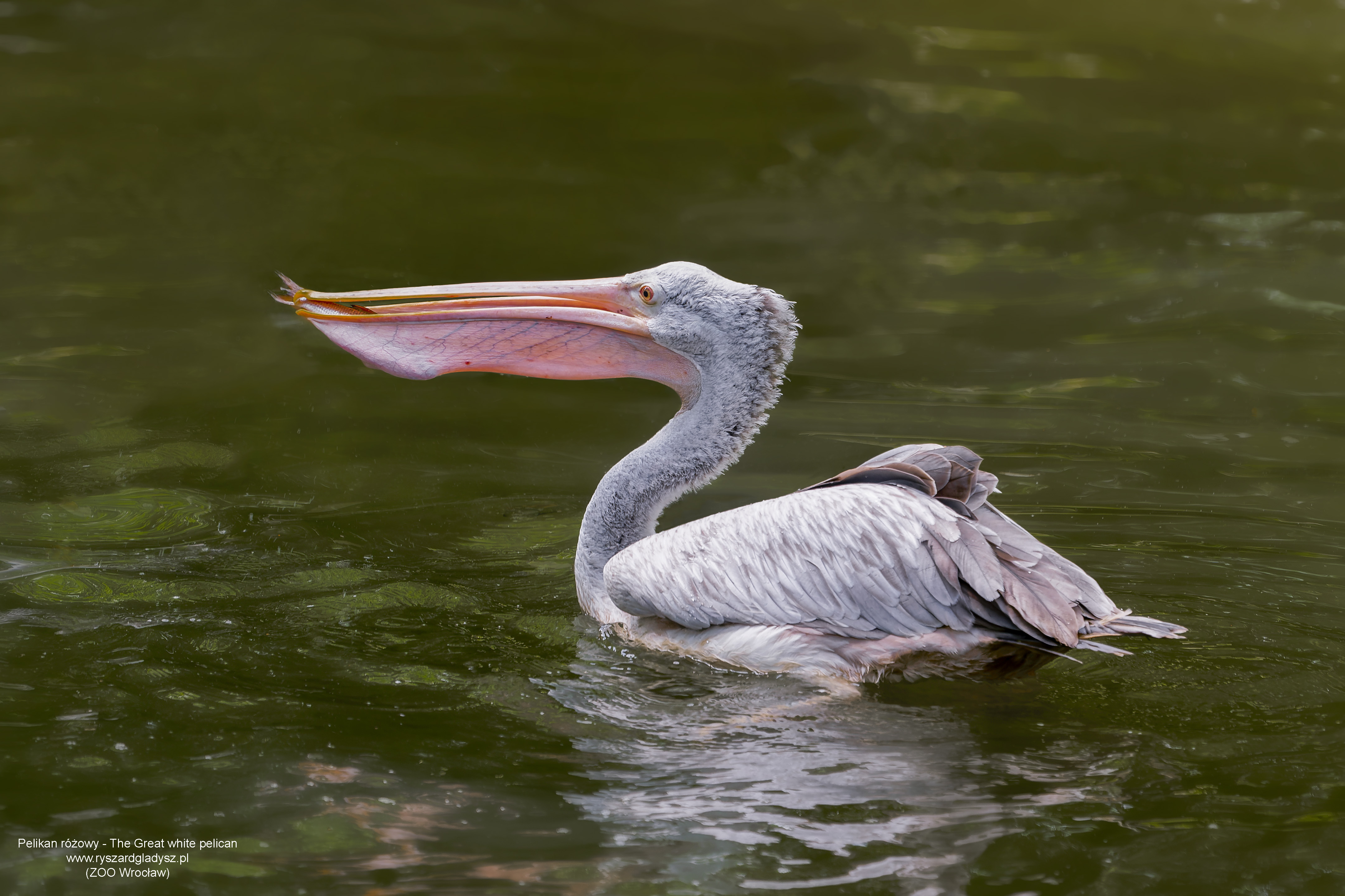 Pelikan różowy, Pelecanus onocrotalus, Great white pelican, Der Rosapelikan
