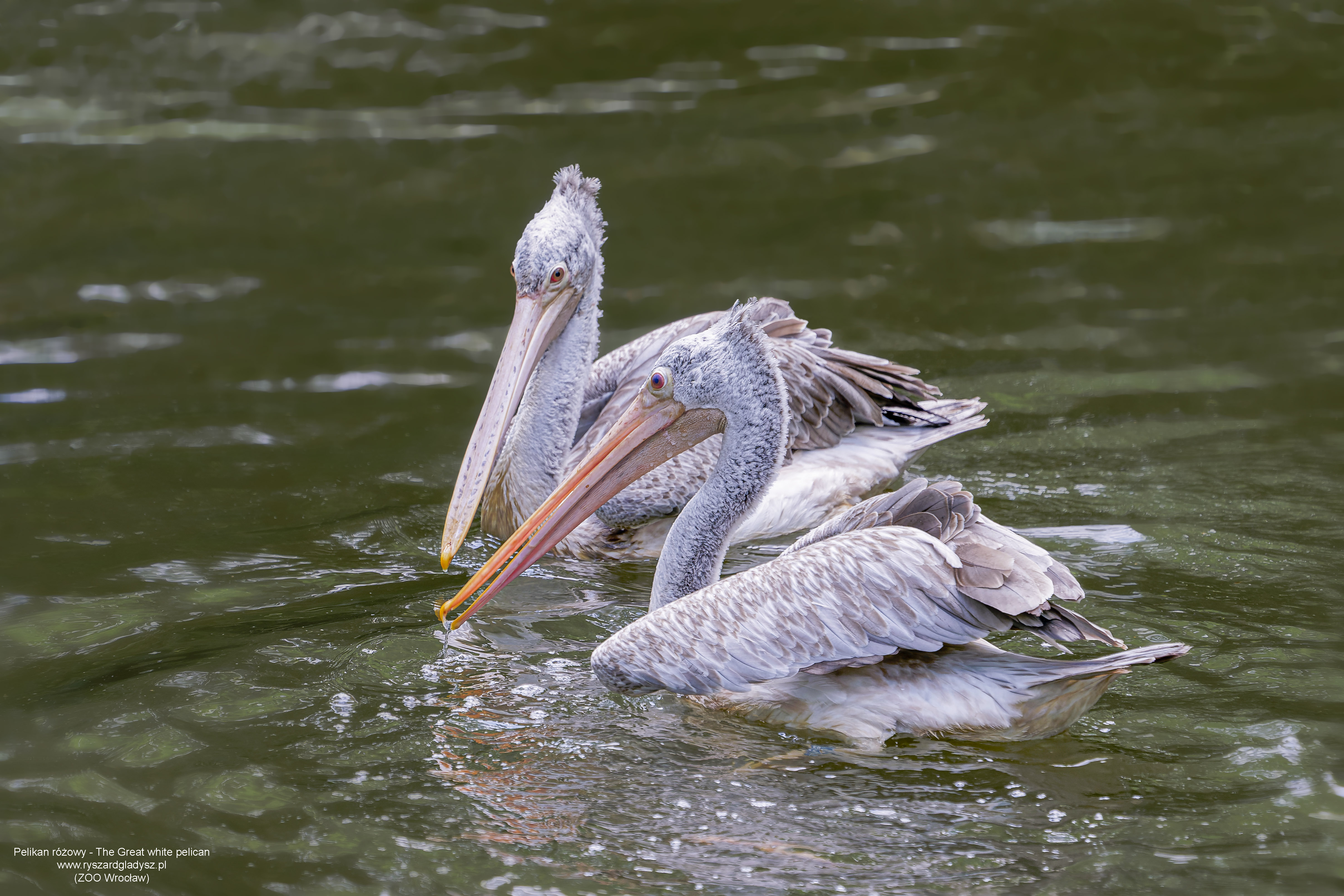 Pelikan różowy, Pelecanus onocrotalus, Great white pelican, Der Rosapelikan